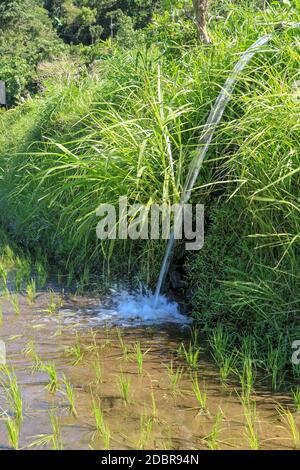 Wasser fließt aus Bewässerungsrohr an einem indischen Reis Reisfeld Landwirtschaft Kulturpflanzen, grüner Hintergrund mit Kopieplatz. Stockfoto