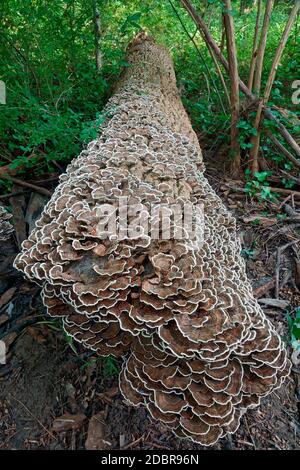 Türkei Schwanz (Trametes versicolor). Eine andere wissenschaftliche Namen sind und Polyporus Coriolus versicolor versicolor. Stockfoto