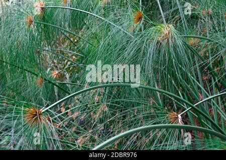 Papyrus (Cyperus papyrus). Segge genannt Papyrus, Papier Reed, Indische matten Anlage und Nil Gras auch. Stockfoto