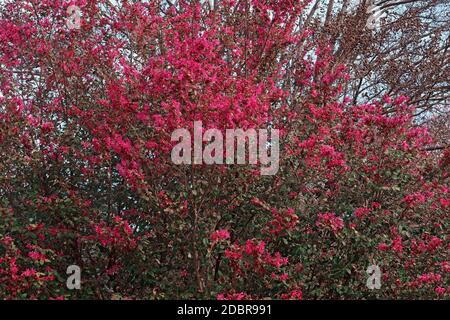 Best Western Bowen (loropetalum Loropetalum chinense var. rubrum). Stockfoto