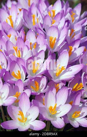 Woodland-Krokus (Crocus Tomassinianus). Frühe Krokusse, Tommasinis Krokus und Tommies auch genannt Stockfoto