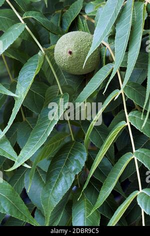 Eastern black walnut (Juglans nigra). Stockfoto