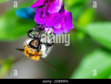 Makro einer Hummel (Bombus pascuorum) auf einer Blume Blüte Stockfoto