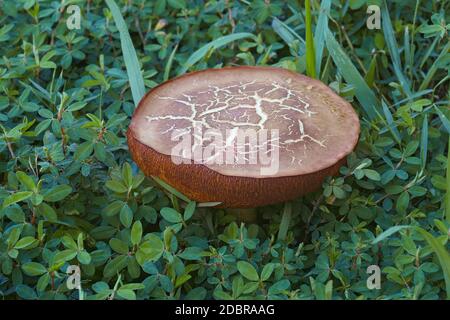 Wildlederpilz (Xerocomus subtomentosus). Genannt Brown und gelb Bolete, langweilig braun Bolete und gelb-geknackt Bolete. Synonym: Boletus subto Stockfoto