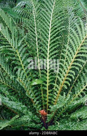 Roter brasilianischer Baumfarn (Neoblechum brasiliense). Auch Roter Zwergbaumarder genannt Stockfoto