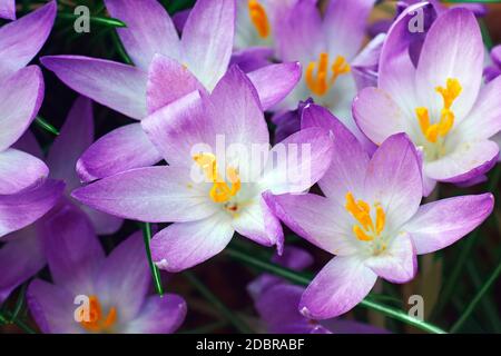 Woodland-Krokus (Crocus Tomassinianus). Frühe Krokusse, Tommasinis Krokus und Tommies auch genannt Stockfoto