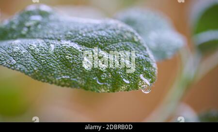 Nach einem Regen tropft Wasser auf das Blatt eines Salbei Stockfoto