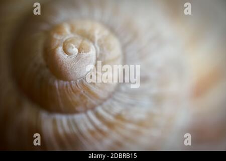 Nahaufnahme einer leeren Schneckenhülle Stockfoto
