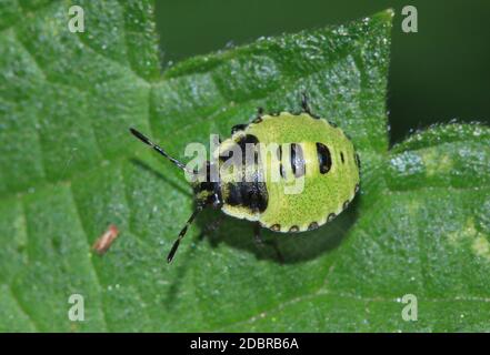 Rhaphigaster nebulosa, melierter Schildbug, Larve Stockfoto