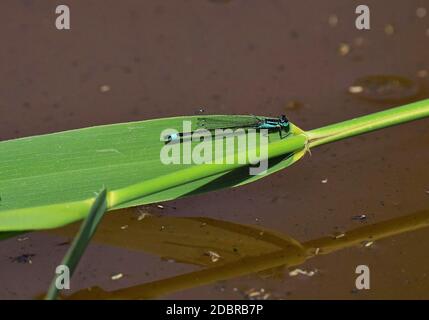 Blauschwanzdamselfly, Ischnura elegans unter blauem Himmel im Sommer Stockfoto