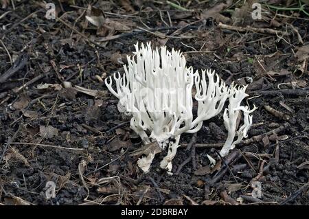 Weißer Korallenpilz (Ramariopsis kunzei). Stockfoto