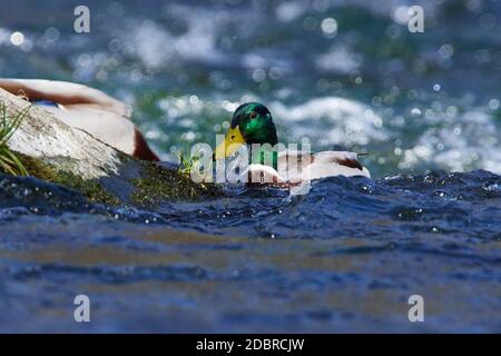 Männliche Stockente im Frühling in einem Fluss Stockfoto