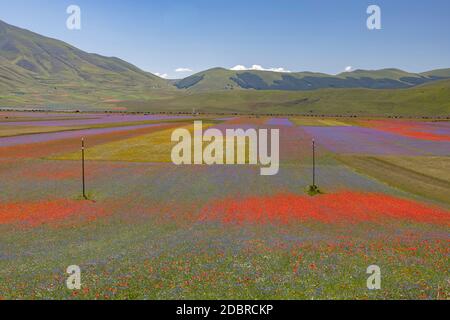 Castelluccio di Norcia, Italien - Juli 2020: Linsenzucht mit buntem Unkraut wie Mohnblumen und Kornblumen Stockfoto