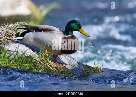 Männliche Stockente im Frühling in einem Fluss Stockfoto