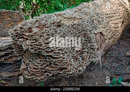 Türkei Schwanz (Trametes versicolor). Eine andere wissenschaftliche Namen sind und Polyporus Coriolus versicolor versicolor. Stockfoto