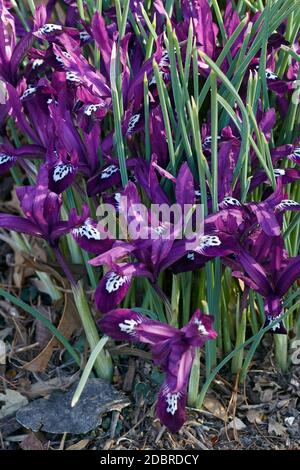 Pauline Zwerg Iris (Iris "Pauline"). Hybrid zwischen Iris reticulata und Iris histrioides. Stockfoto