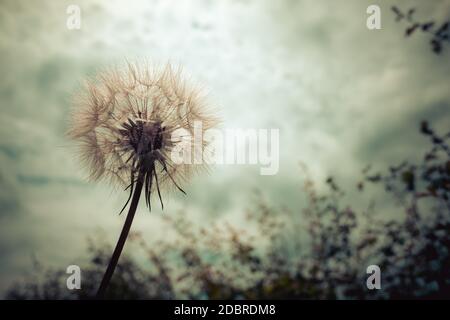 Tragopogon, Ziegenbart oder Salsify ist wie eine riesige Löwenzahn Blume. Samen in Form von Parashuti mit weißem Flusen. Stockfoto