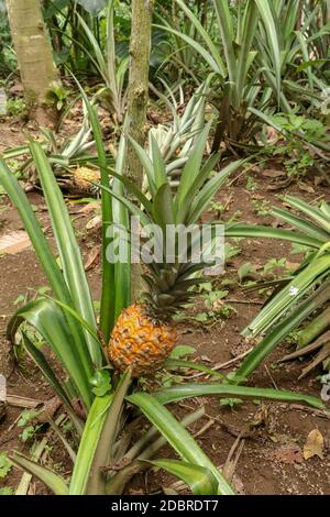 Junge Ananas reift im tropischen Dschungel auf Bali. Ananas comosus reift und erhält orange Farbe. Extra Süsse Tropische Früchte Nanas Madu. O Stockfoto