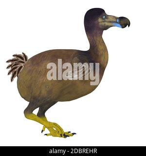 Der Dodo ist eine ausgestorbene flugunfähigen Vogel, der auf der Insel Mauritius im Indischen Ozean lebten. Stockfoto