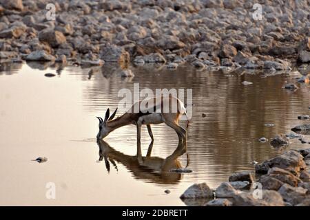 Springbok am Wasserloch im Etosha National Park in Namibia Stockfoto