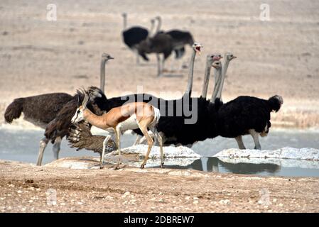 Afrikanische Strauße im Etosha National Park in Namibia Stockfoto