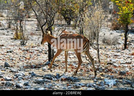 Männliche Impala, Aepyceros melampus, im Etosha National Park in Namibia Stockfoto