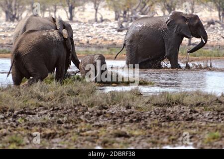 Elefantenherde beim Baden im Etosha National Park in Namibia Stockfoto