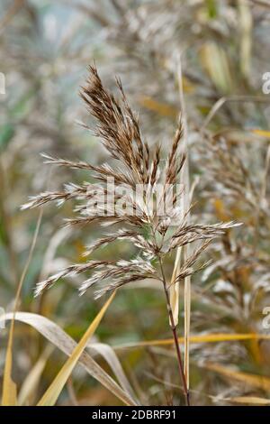 Schilf (Phragmites australis). Eine andere wissenschaftliche Namen sind Phragmites communis, Arundo und phragmites Phragmites vulgaris. Stockfoto