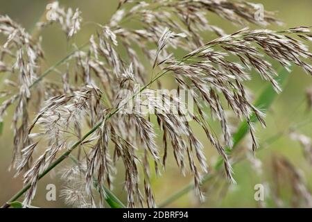 Schilf (Phragmites australis). Eine andere wissenschaftliche Namen sind Phragmites communis, Arundo und phragmites Phragmites vulgaris. Stockfoto