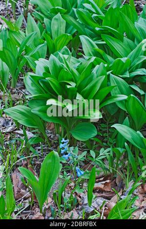 Ramsons (Allium ursinum). Genannt Buckrams, Wild Knoblauch, breitblättrigen Knoblauch, Holz Knoblauch, Bear Leek und Bärlauch. Stockfoto