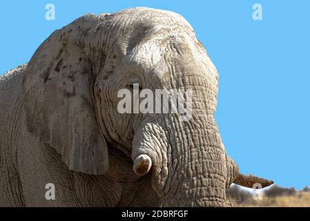 Nahaufnahme eines Elefanten im Etosha National Park in Namibia Stockfoto