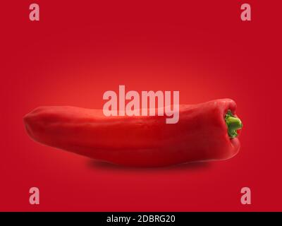 Ein organischer, spitzer Pfeffer auf rotem Hintergrund mit Platz für Text Stockfoto