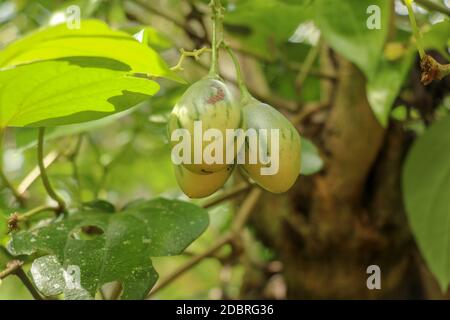 Gereifte Tamarillo auf Baum. Bündel von frischen Cyphomandra betacea Reifung auf einem Baum Zweig in einem sonnigen Garten. Köstliche Frucht Solanum Betaceum.Grüne Sola Stockfoto