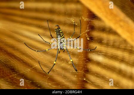 Von unten gesehen Nephila pilipes oder goldene Orb-Netz Spinne. Giant Banana Spider wartet auf Beute auf seinem Netz. Makro Nahaufnahme von Spider im wilden Asien Stockfoto