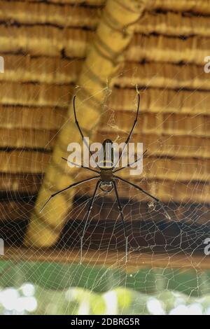 Draufsicht auf Nephila pilipes oder goldene Orb-Netz-Spinne. Der Riese Banana Spider wartet auf seine Beute auf seinem Netz. Makro Nahaufnahme von Spider im wilden Asien Stockfoto