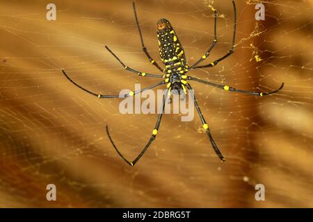 Von unten gesehen Nephila pilipes oder goldene Orb-Netz Spinne. Giant Banana Spider wartet auf Beute auf seinem Netz. Makro Nahaufnahme von Spider im wilden Asien Stockfoto