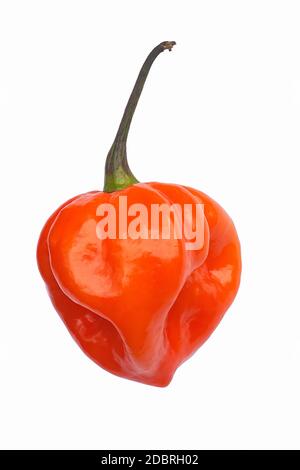 Habanero Paprika (Capsicum chinense Habanero). Bild von einzelnen roten Pfeffer auf weißem Hintergrund Stockfoto