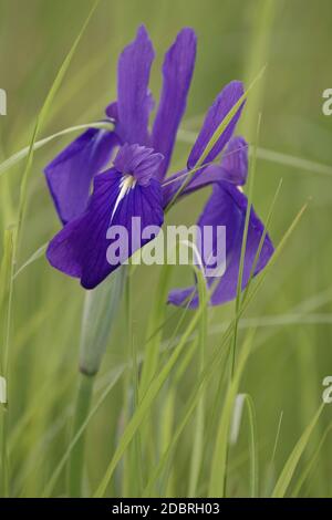 Japanische Iris (Iris laevigata). CalledRabbitear Iris, seichtblütige Iris und Kakitsubata ebenfalls Stockfoto