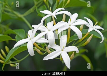 Verdrehter Jasmin (Jasminum tortuosum). Genannt afrikanischen Jasmin und Parfüm Jasmin auch Stockfoto