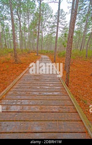 Boardwalk durch einen Wetland Forest an einem regnerischen Tag in Big Thicket National Preserve in Texas Stockfoto