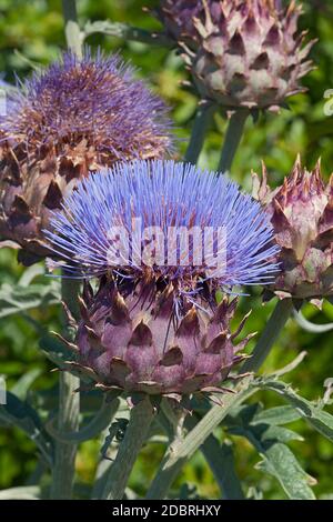 Cardoon (Cynara cardunculus). Auch Artischocken Distel, Cardone, Cardoni, Cardunia und Cardi genannt Stockfoto