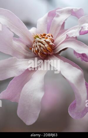 Leonard Messel loebner Magnolia (Magnolia x loebneri Leonard Messel). Eine der Hybriden zwischen Magnolia kobus und Magnolia stellata. Stockfoto