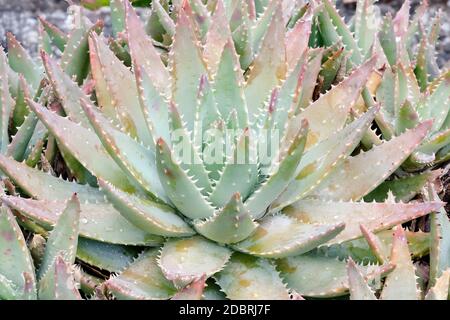 Kurzblättrige Aloe (Aloe brevifolia). Auch Kleinaalwyn genannt Stockfoto