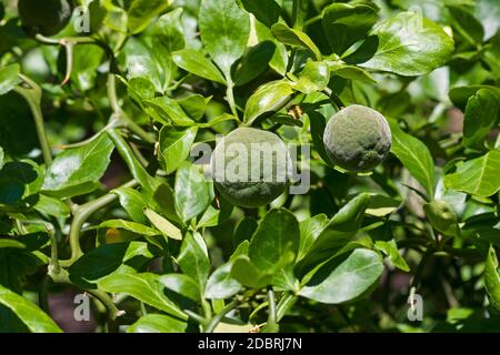 Trifoliat Zitrus (Poncirus trifoliata). Auch japanische Bitterorange, Hardy Orange und chinesische Bitterorange genannt Stockfoto