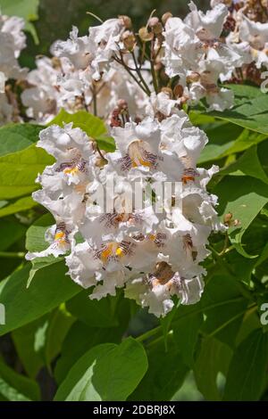 Nördlicher Catalpa (Catalpa speciosa). Auch Hardy Catalpa, Western Catalpa, Zigarrenbaum und Catawba-Baum genannt Stockfoto