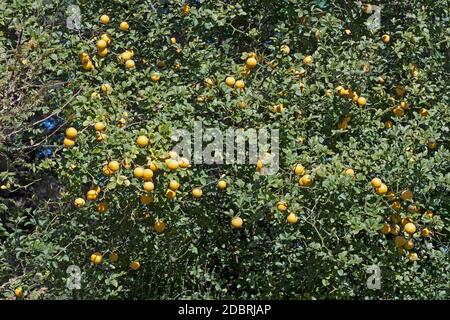 Trifoliat Zitrus (Poncirus trifoliata). Auch japanische Bitterorange, Hardy Orange und chinesische Bitterorange genannt Stockfoto