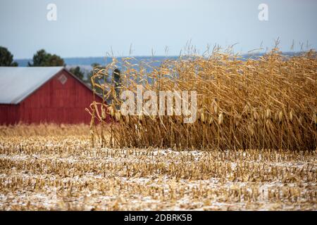 Wisconsin rote Scheune mit ein wenig Schnee im Maisfeld im Herbst, horizontal Stockfoto