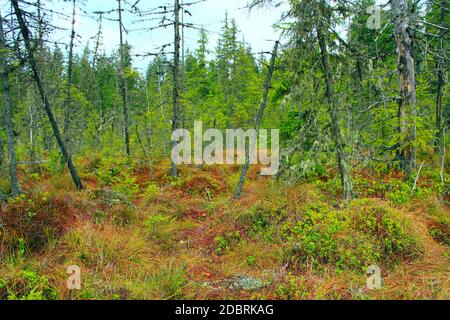 Landschaft mit Sumpf in Karpaten Wald mit Tannen. Fen in Taiga Stockfoto