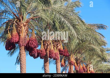 Reife Früchte des Dattebaums hängen am Baum. Datteln hängen an der Baumstruktur. Tropische Früchte. Nahaufnahme Cluster gelb reife Datteln hängen an Dattelpalme. Reif Stockfoto