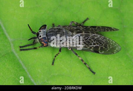 Gewöhnliche Pferdefliege, Haematopota pluvialis, weiblich Stockfoto